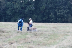 A Resident Photographing Imoovate, the GBC Cow