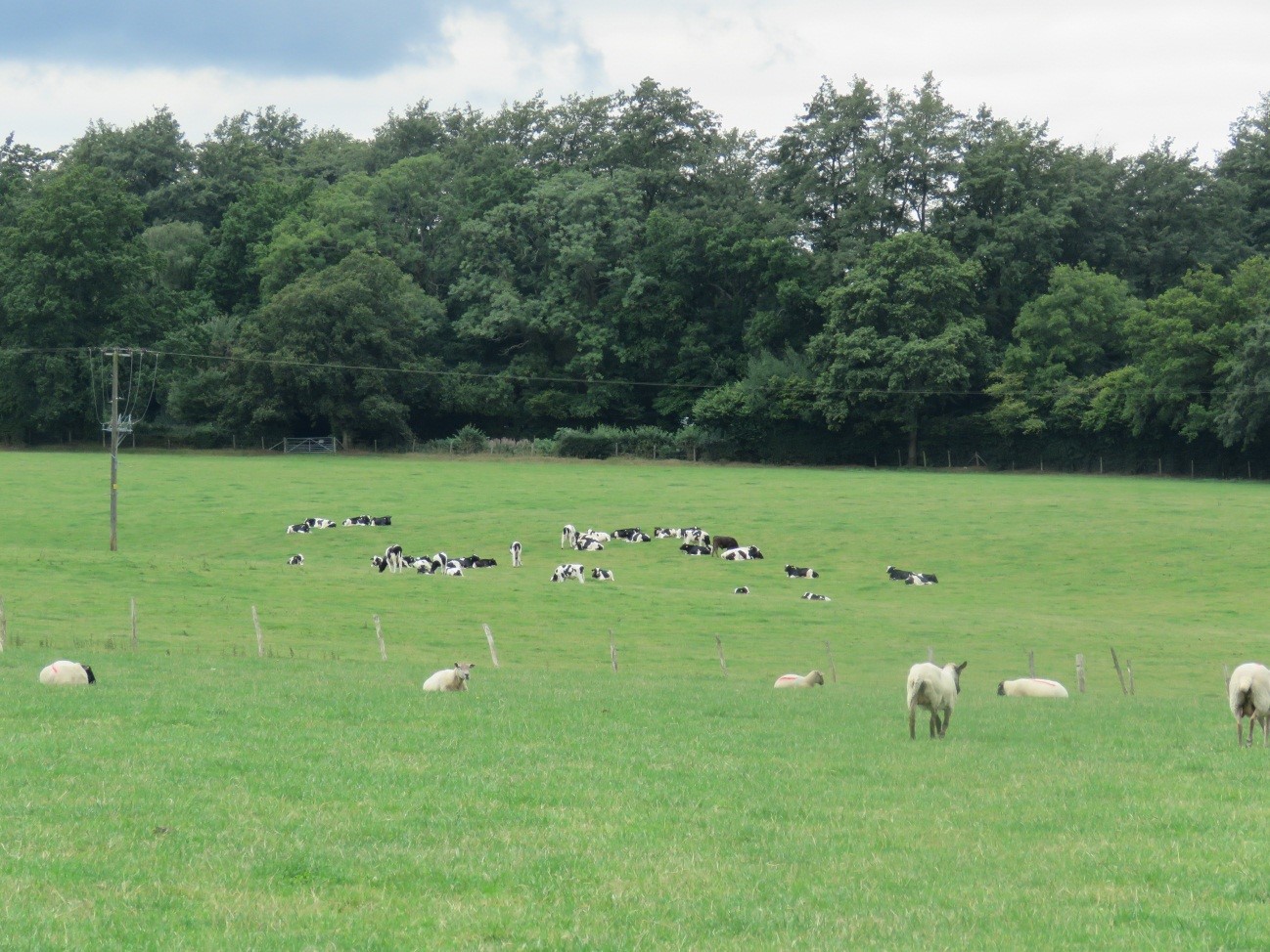Sheep-and-cattle-grazing-in-southern-Effingham